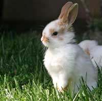 picture of a bunny